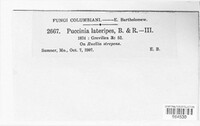 Puccinia lateripes image